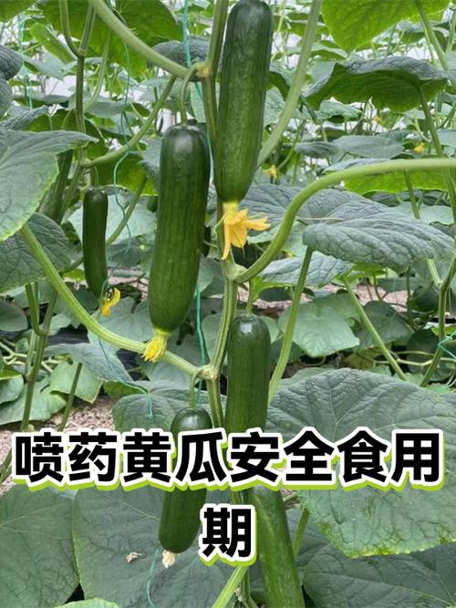 黄瓜食用器官分类图标