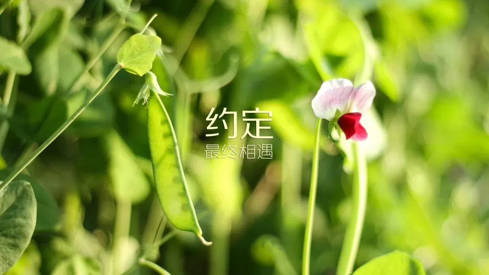 胜利证券：比特币缓升等待溢出效应