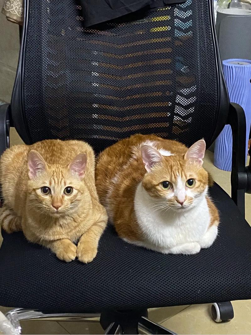 一起来养猫破解版金币和爱心越买越多图标